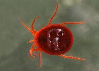 Wassermilbe (Hydracarina) - © Gernot Kunz